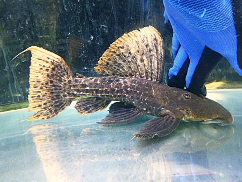 スペシャルプライス１１匹目！！！タイタニックトリムプレコ約２６～２７ｃｍ