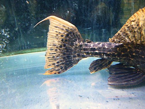 タイタニックトリムプレコ