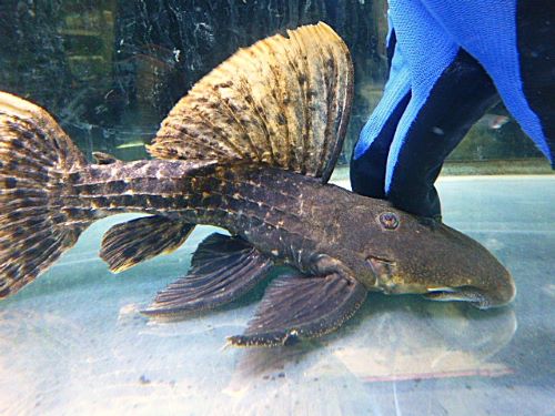 タイタニックトリムプレコ