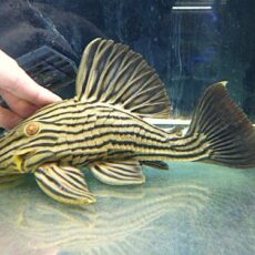 オレンジロイヤルプレコ約２３～２４ｃｍ　２０２５年１１月２７日入荷