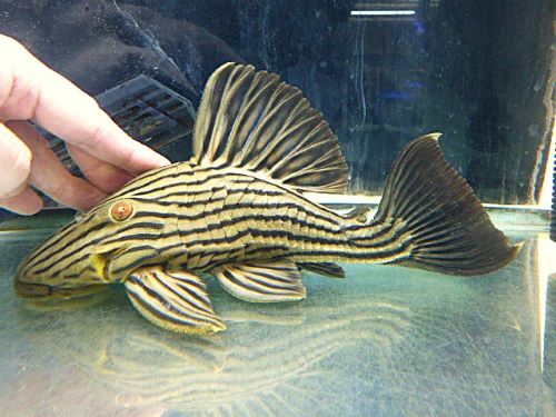 オレンジロイヤルプレコ約２３～２４ｃｍ　２０２５年１１月２７日入荷