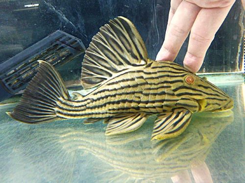 オレンジロイヤルプレコ