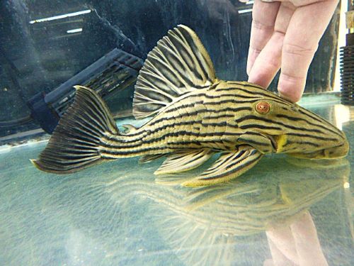 オレンジロイヤルプレコ