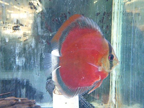 サンメラー・ディスカス