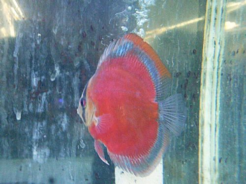 サンメラー・ディスカス