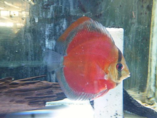 サンメラー・ディスカス