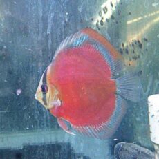 サンメラーディスカス　２０２５年９月２９日入荷　おすすめ！！！