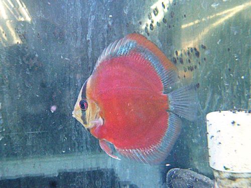 サンメラーディスカス　２０２５年９月２９日入荷　おすすめ！！！