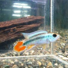 アピスト　アガシジ　ブルーフレーム　ペア　２０２５年１１月２２日入荷