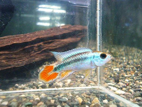 アピスト アガシジ ブルーフレーム ペア 2025年11月22日入荷 アガシジ