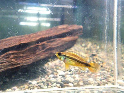 アピスト アガシジ ブルーフレーム ペア 2025年11月22日入荷 アガシジ