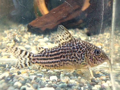 コリドラス　ハラルドシュルツ