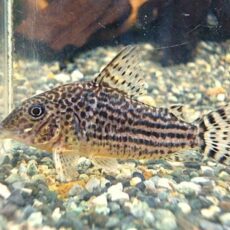 コリドラス　ハラルドシュルツ①　２０２５年１１月２７日入荷