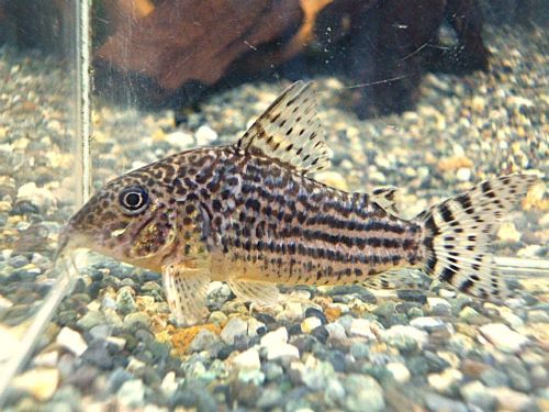 コリドラス　ハラルドシュルツ①　２０２５年１１月２７日入荷