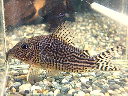 コリドラス　ハラルドシュルツ