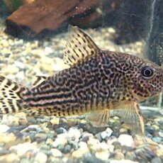 コリドラス　ハラルドシュルツ②　２０２５年１１月２７日入荷