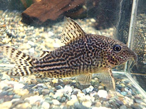 コリドラス　ハラルドシュルツ②　２０２５年１１月２７日入荷