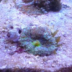 爆安バブルディスク！！！　２０２５年１１月３０日撮影