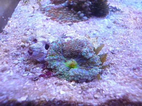 爆安バブルディスク！！！　２０２５年１１月３０日撮影