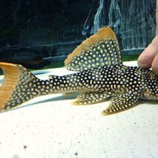 ゴールドエッジマグナムプレコ約１８ｃｍ　　２０２５年１１月２９日入荷