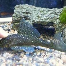 ブルーフィンペコルティア　２０２５年１１月２９日入荷