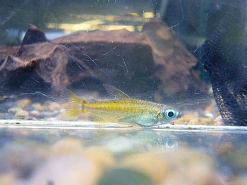 ゴールデンコンゴテトラ