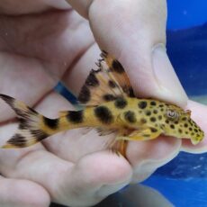 オレンジビッグスポットペコルティア　2025年2月入荷！