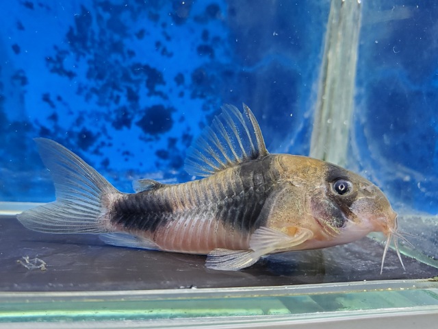 コリドラス　ワイツマニー