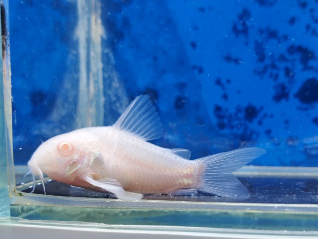 コリドラス　アルビノパンダ