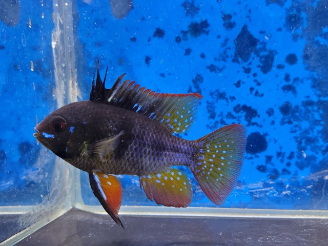 ブラックラミレジィ