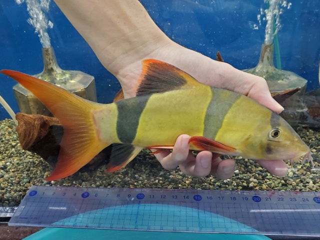 クラウンローチ