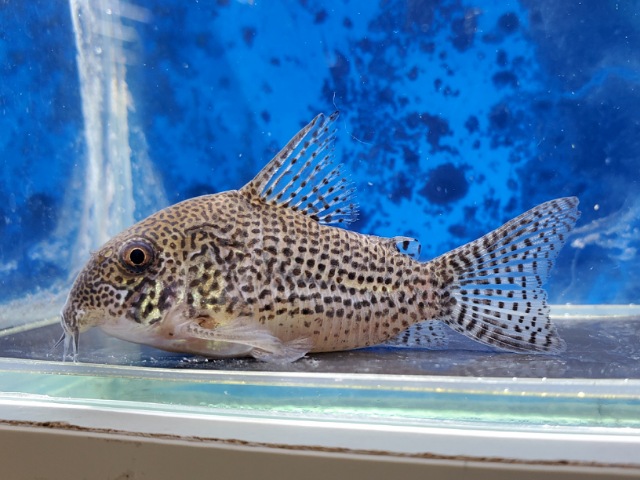 コリドラスsp.ジュリア