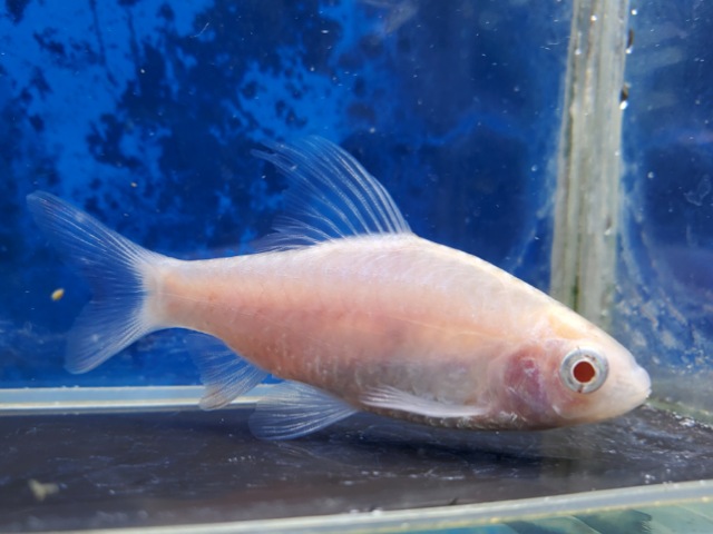 アルビノドーキンシア