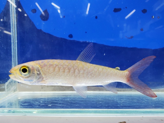 ピンクテールカラシン