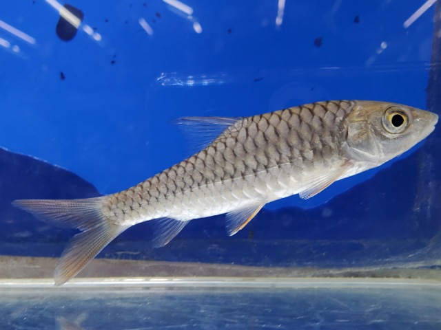 トール　シネンシス