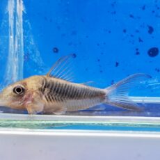 コリドラス　トレイトリー　ブリード　2025年10月入荷！