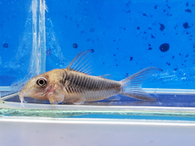 コリドラス　トレイトリー　ブリード　2025年10月入荷！