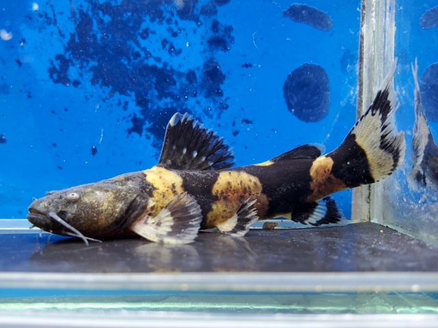 ジャウーぺドラ　ペルー　2025年11月入荷！