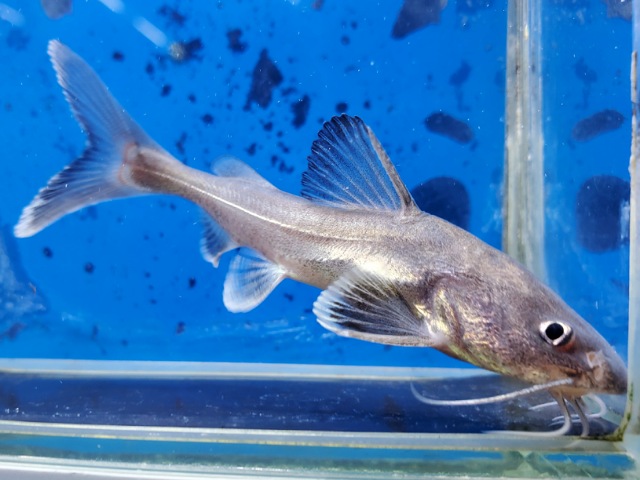 スタージョンシーキャット