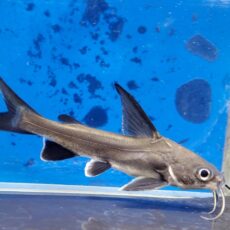 南米シャーク2025年11月入荷！