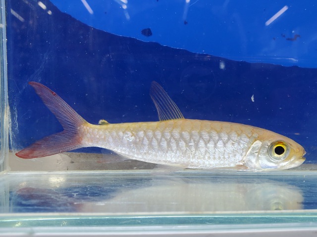 ピンクテールカラシン