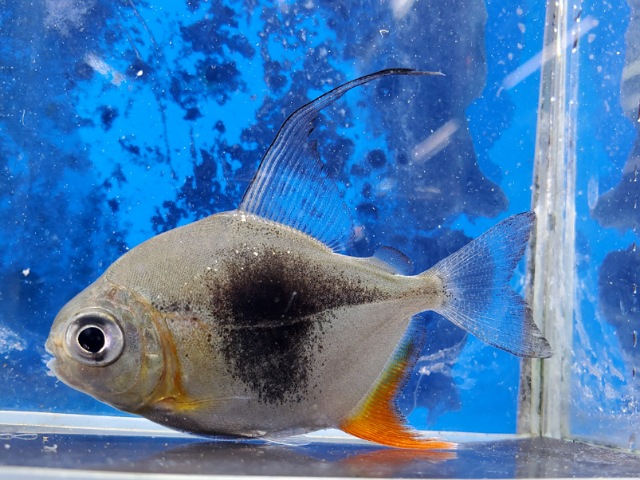 ブラックベリーミレウス