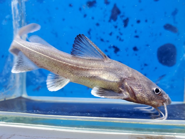 スタージョンシーキャット