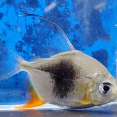 ブラックベリーミレウス　2025年11月入荷！