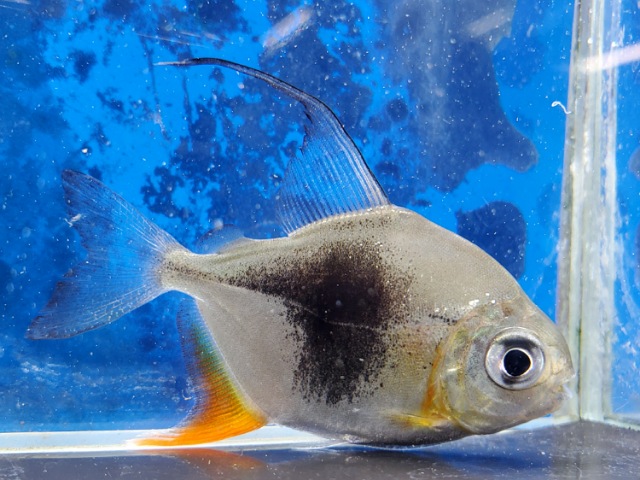 ブラックベリーミレウス　2025年11月入荷！