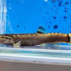 シニボティア　ゼブラ　中国　2025年11月入荷！