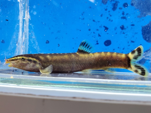 シニボティア　ゼブラ　中国　2025年11月入荷！