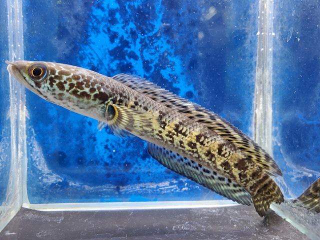 バイオレットスネークヘッド