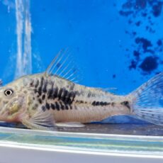 コリドラス　グァポレミスト　2025年9月入荷！