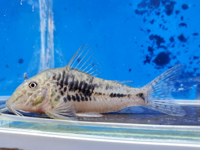 コリドラス　グァポレミスト　2025年9月入荷！